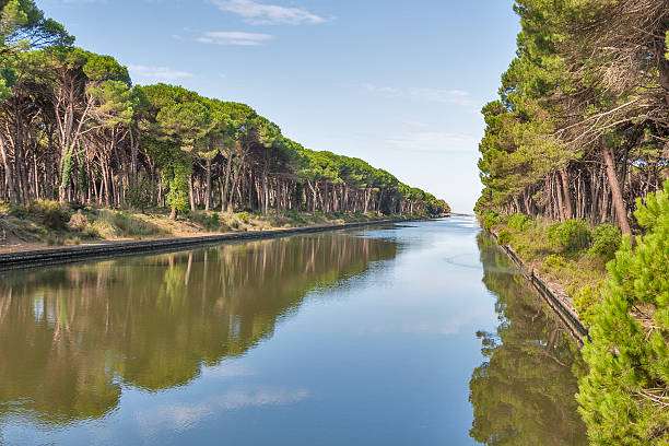 Canale nella pineta di Tombolo, presso il Parco di San Rossore