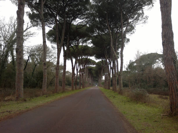 Viale alberato nella pineta di Tombolo